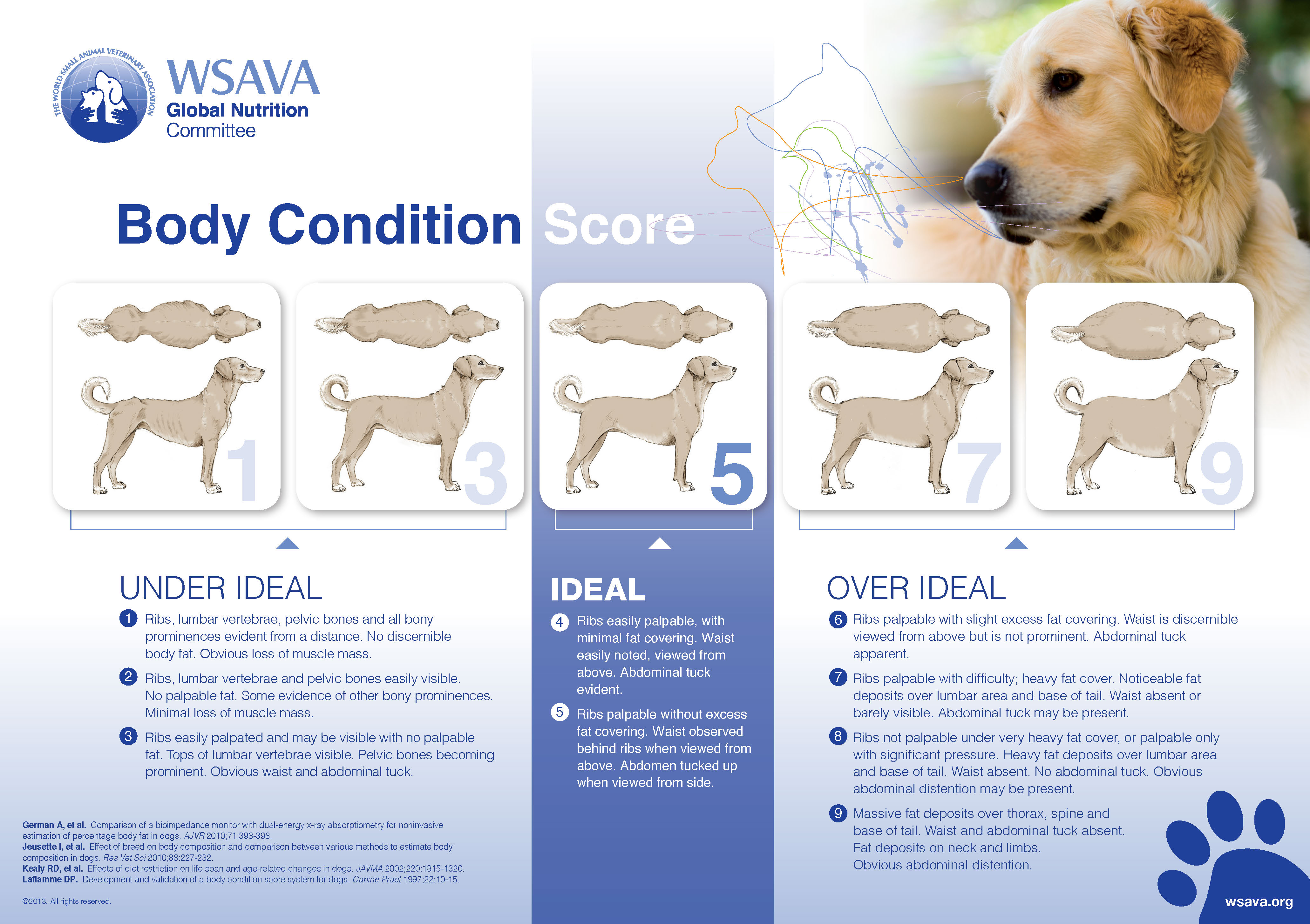 bcs chart full dog